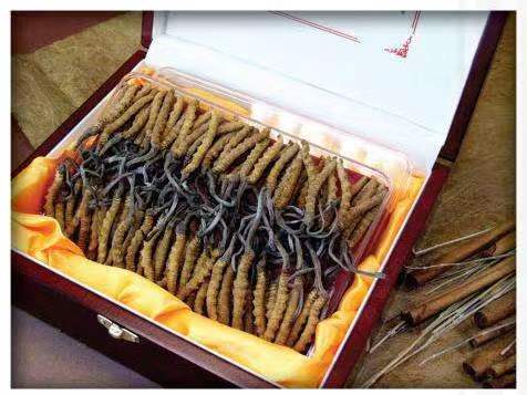 纳雍冬虫夏草回收